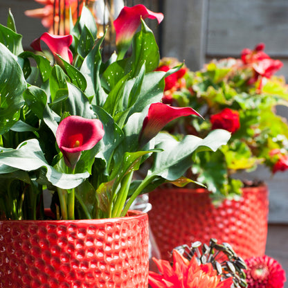 Calla Lily Red (2 Bulbs)