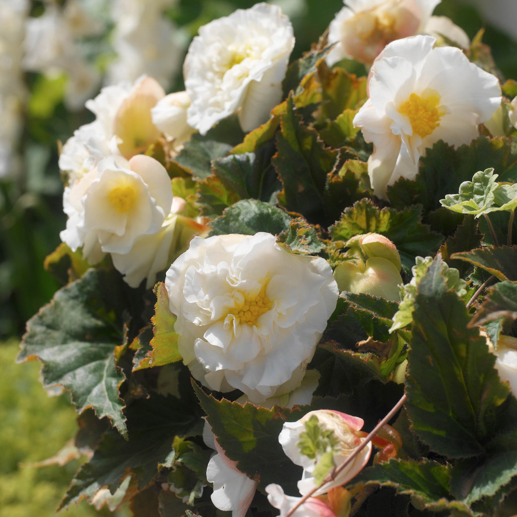 Begonia Double White