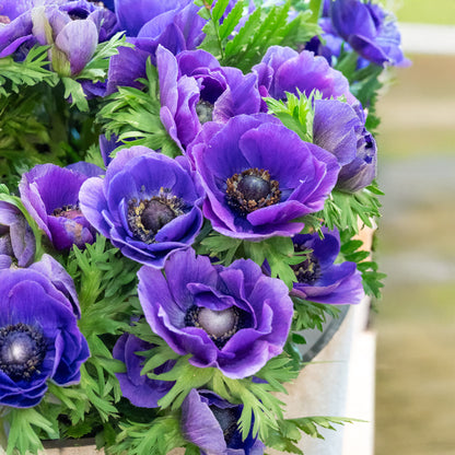 Anemone Mr. Fokker (15 Bulbs)