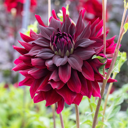 Dahlia Rip City (1 Bulb)