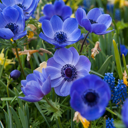 Anemone Mr. Fokker (15 Bulbs)