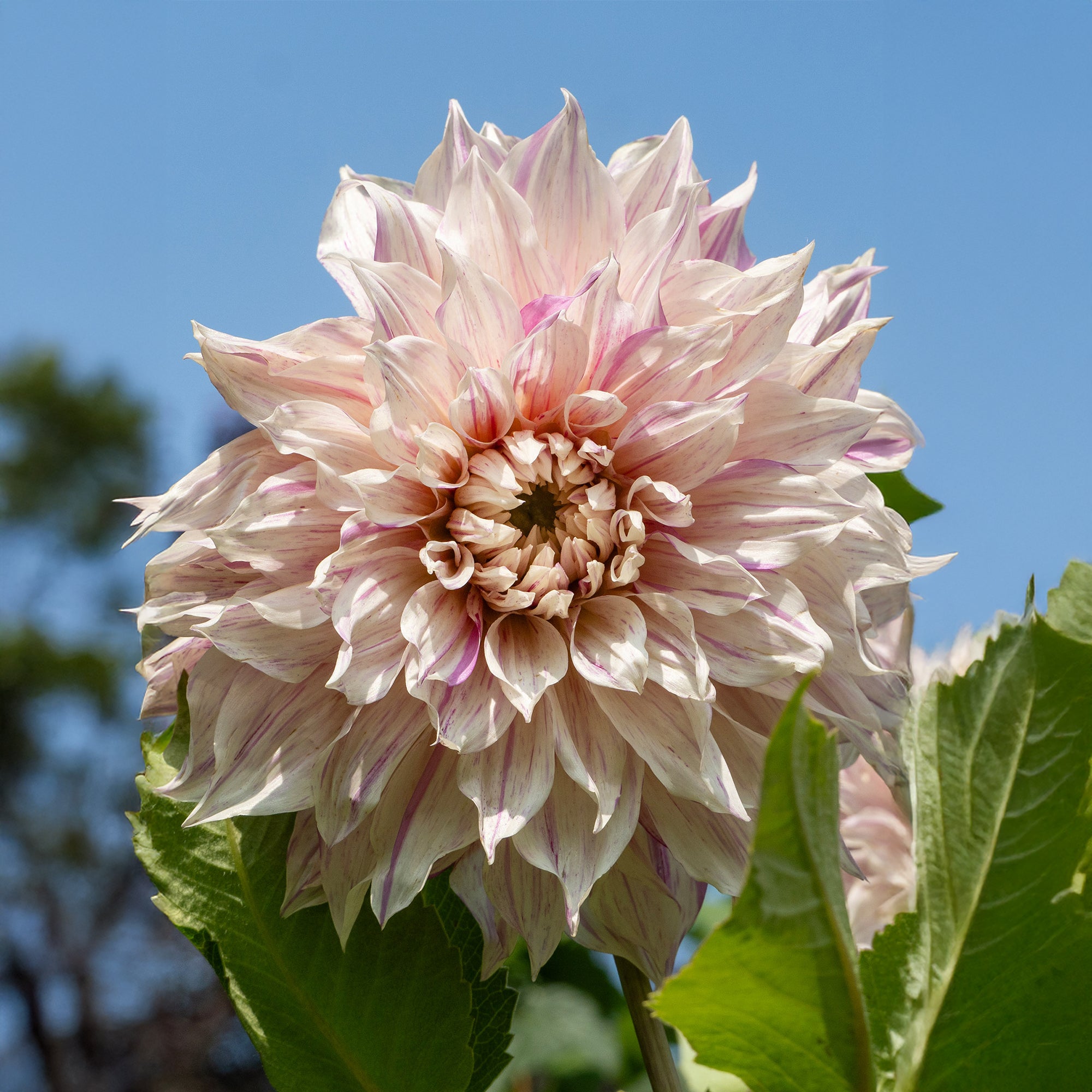 Dahlia Café au Lait Twist (1 Bulb)