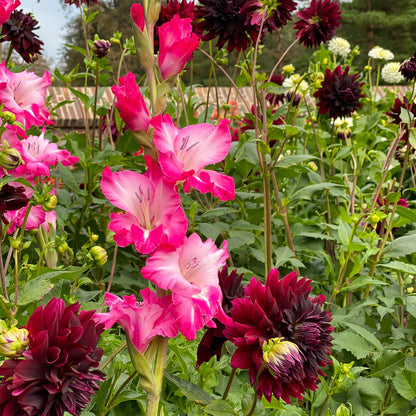 Dahlia Rip City (1 Bulb)