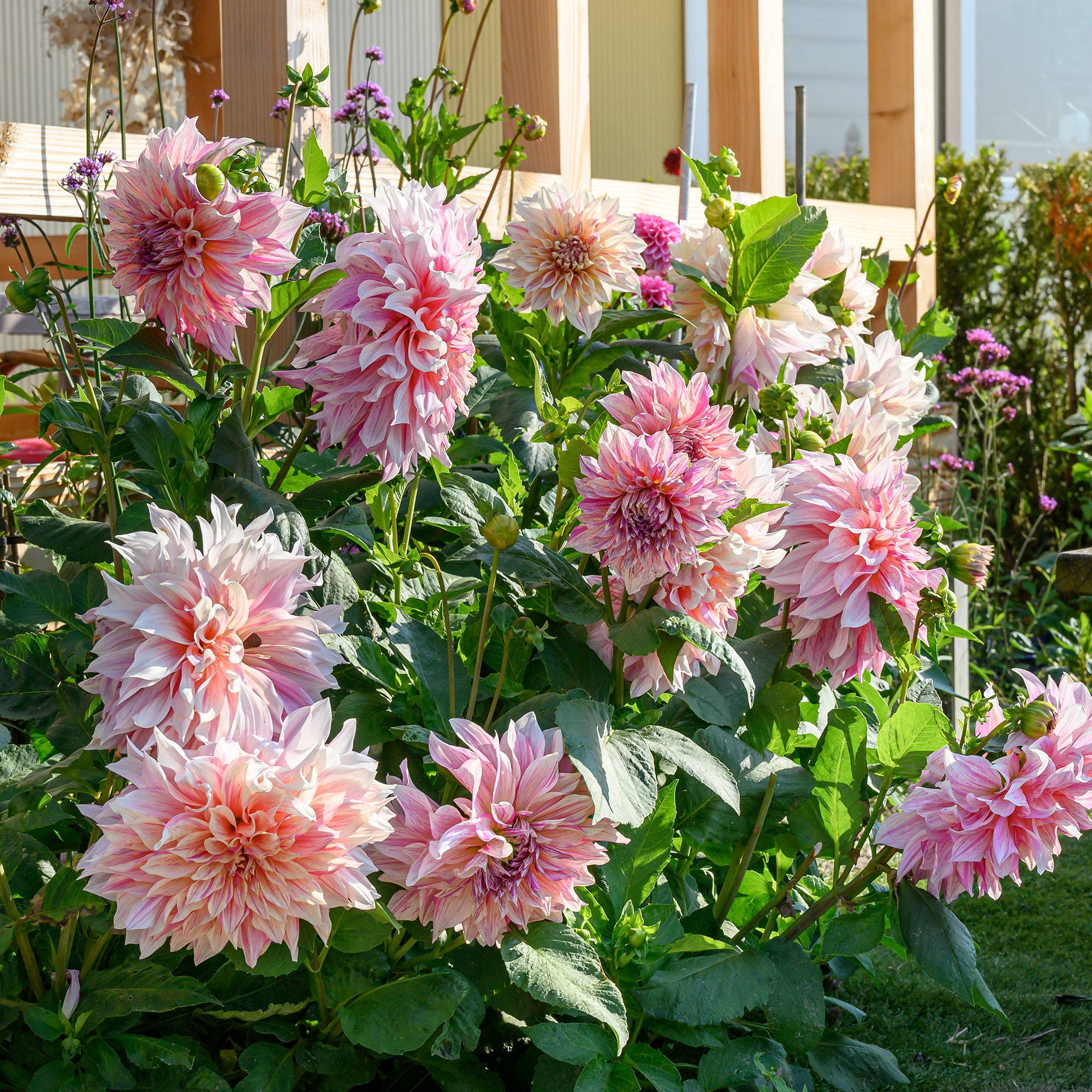 Dahlia Café au Lait Twist (1 Bulb)