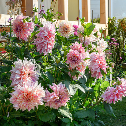 Dahlia Café au Lait Twist (1 Bulb)