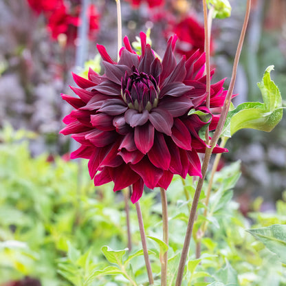 Dahlia Rip City (1 Bulb)