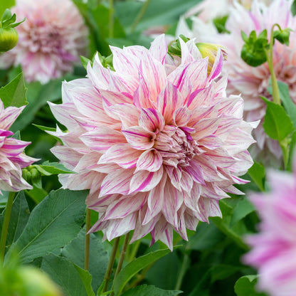 Dahlia Café au Lait Twist (1 Bulb)