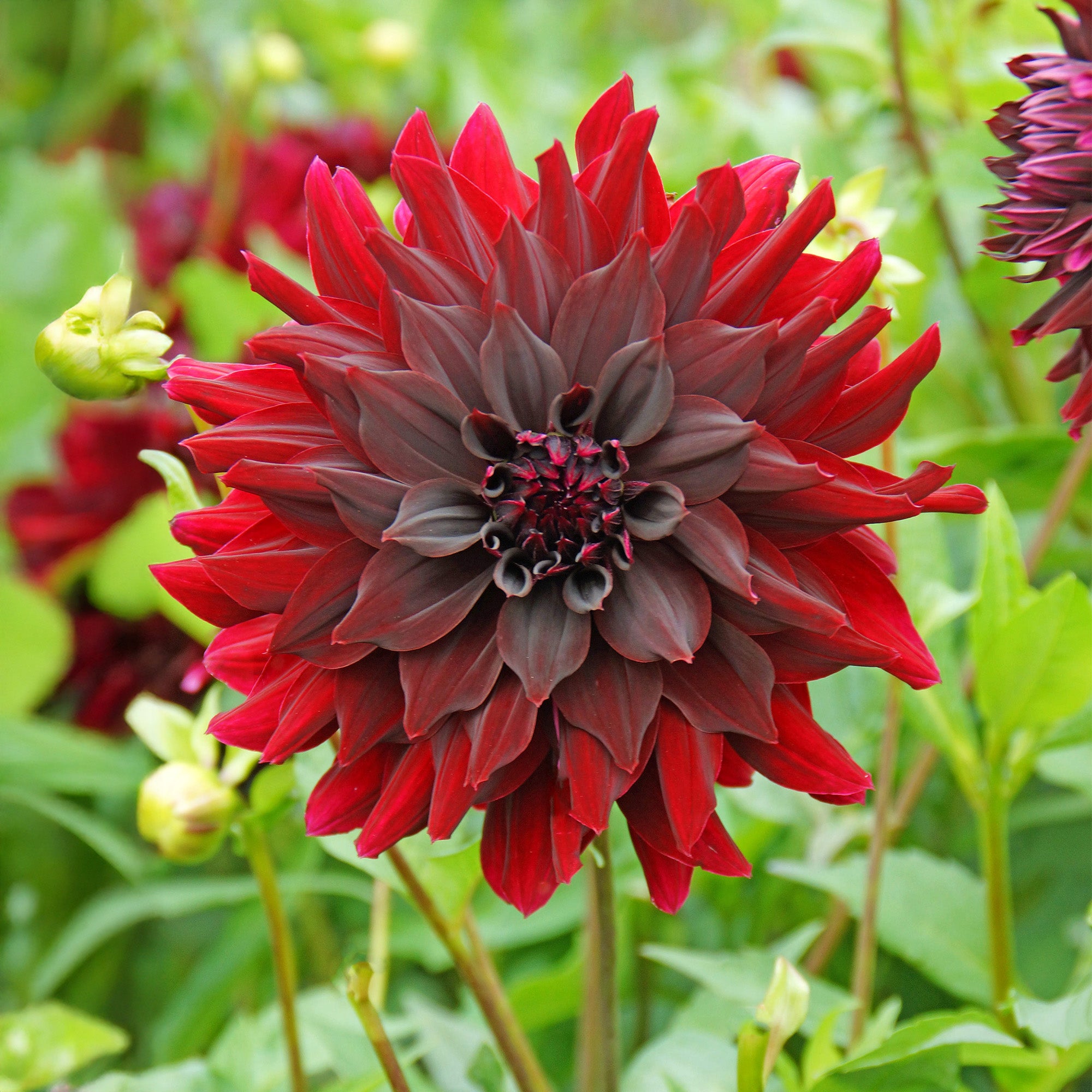 Dahlia Rip City (1 Bulb)