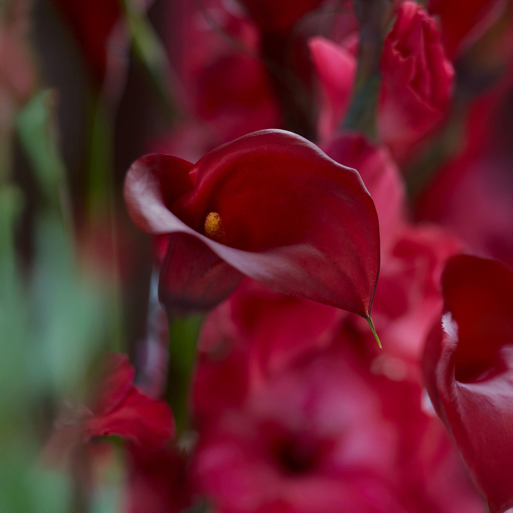 Calla Lily Red (2 Bulbs)
