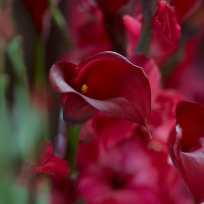 Calla Lily Red (2 Bulbs)