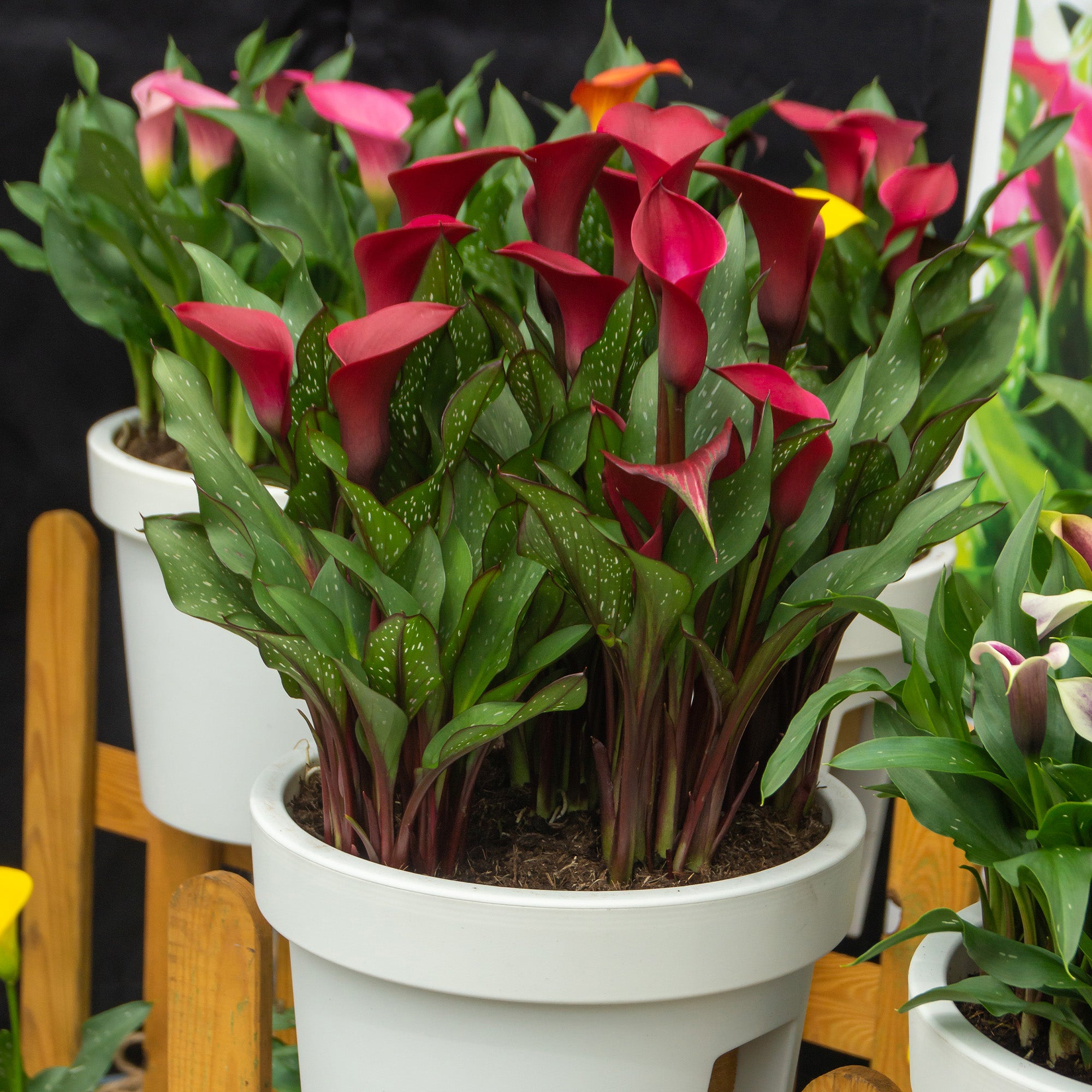 Calla Lily Red (2 Bulbs)