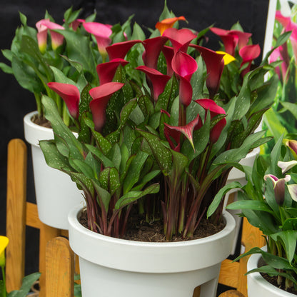 Calla Lily Red (2 Bulbs)