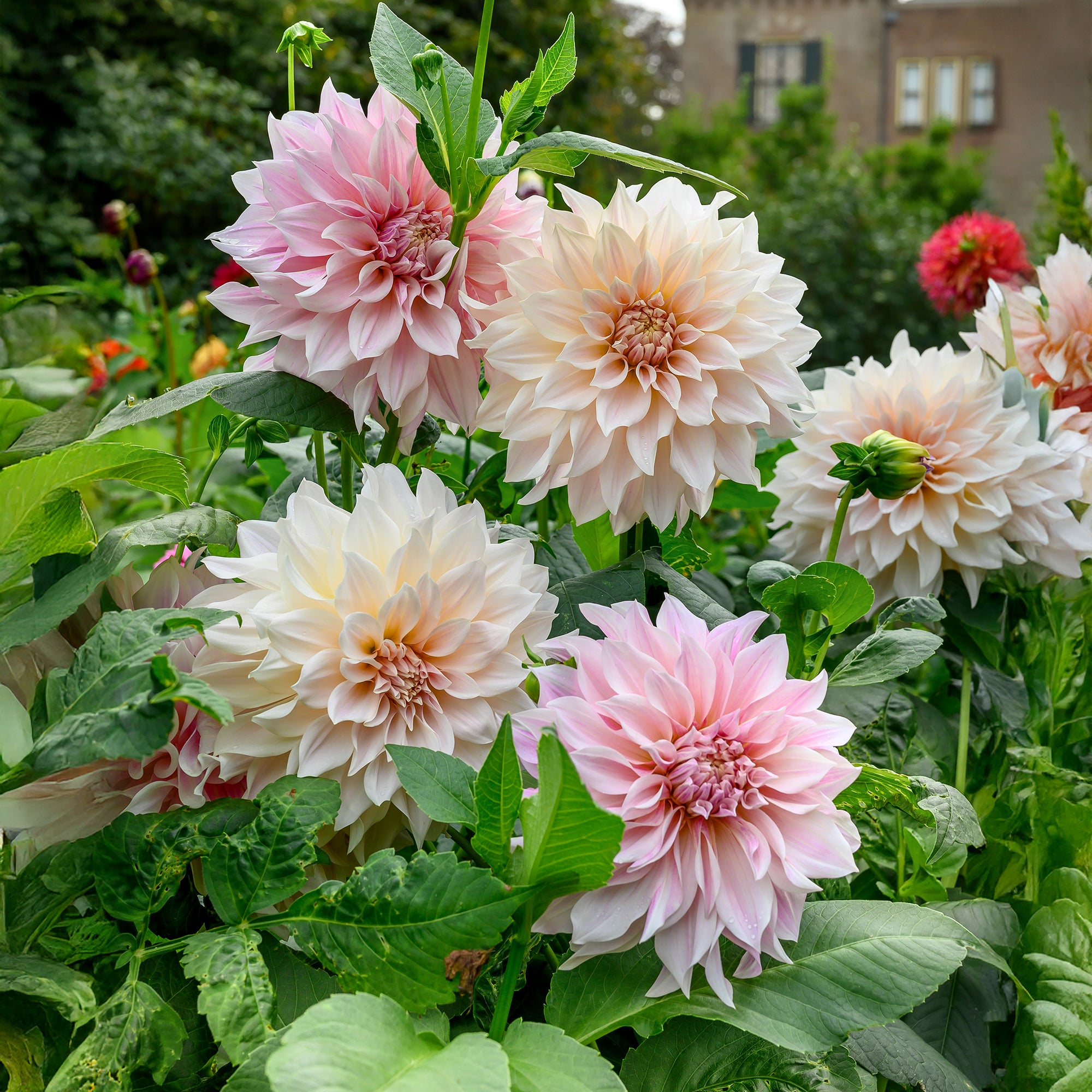 Dahlia Café au Lait Twist (1 Bulb)