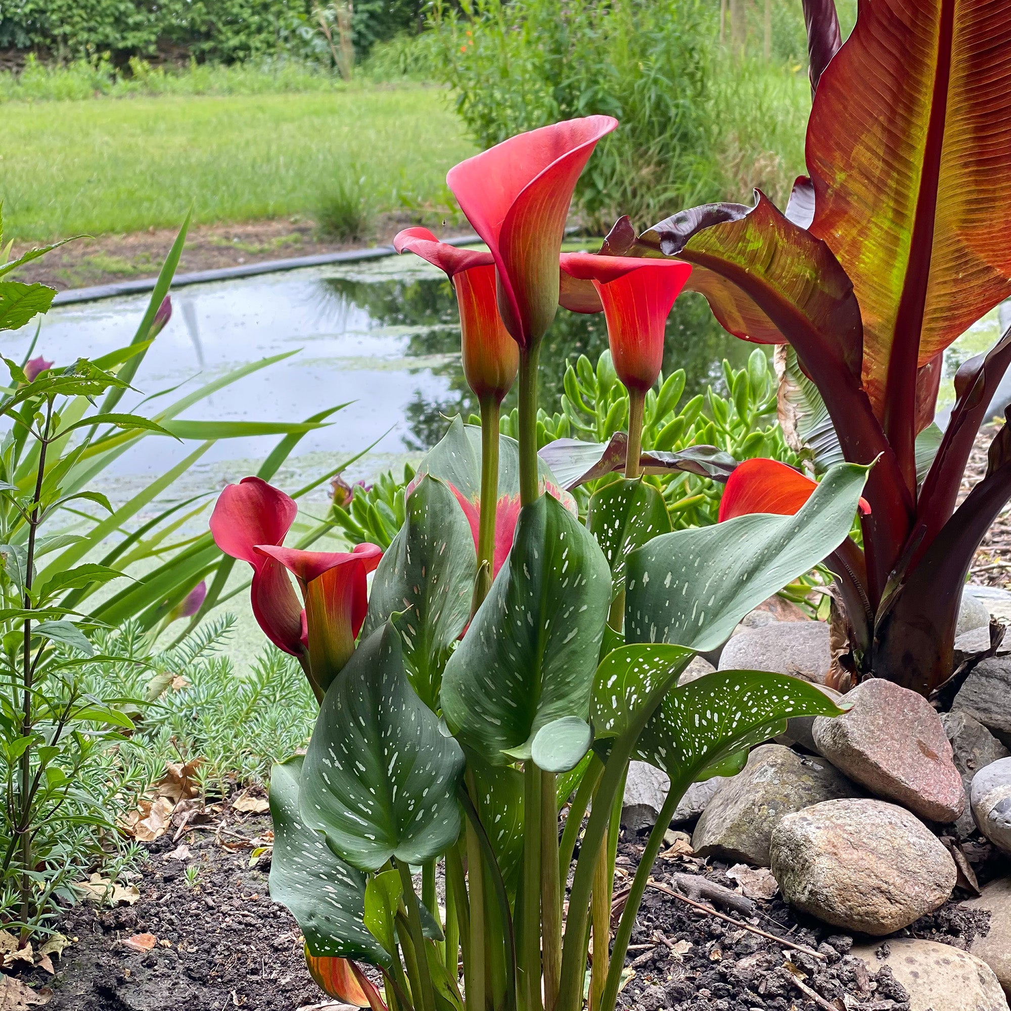 Calla Lily Red (2 Bulbs)