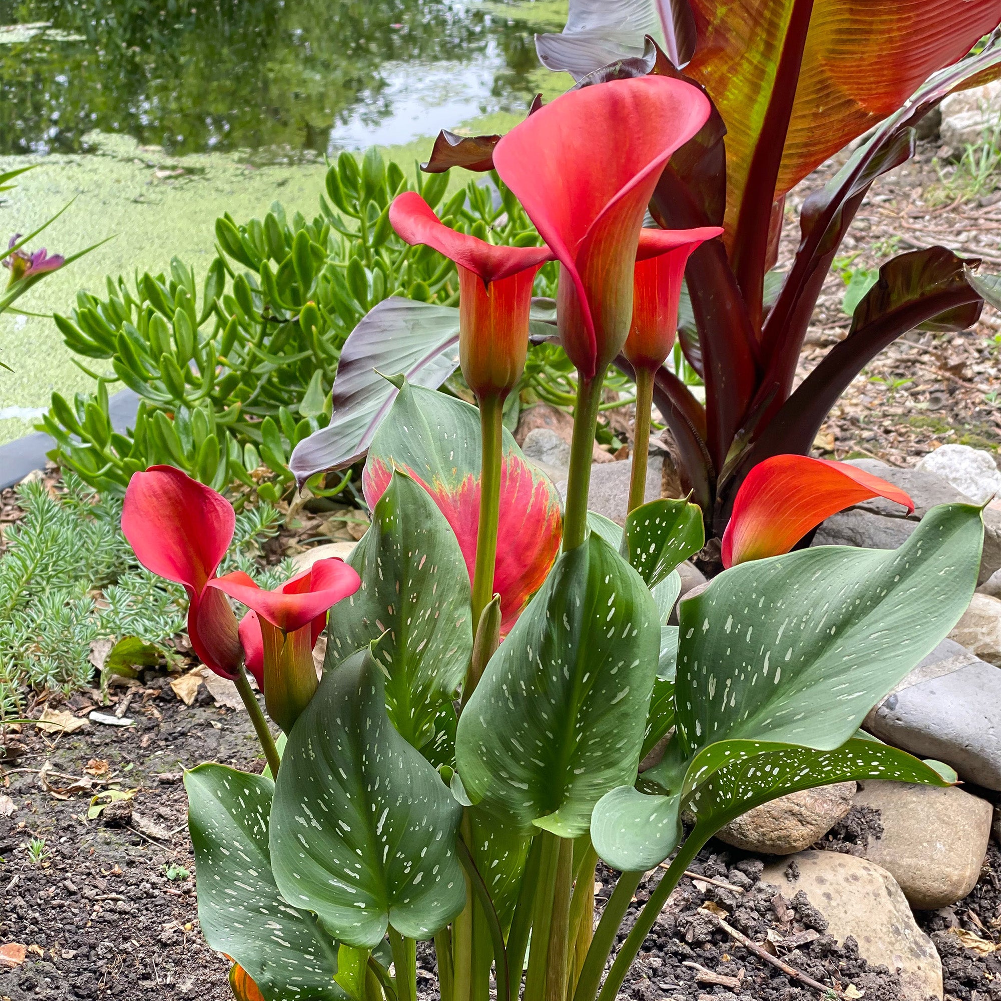 Calla Lily Red (2 Bulbs)