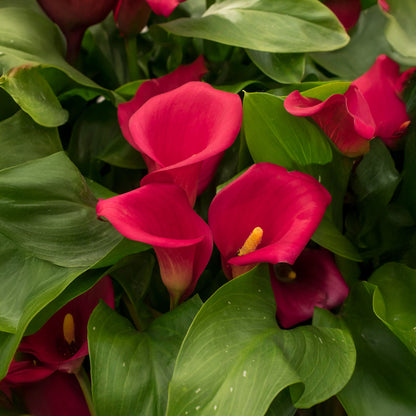 Calla Lily Red (2 Bulbs)