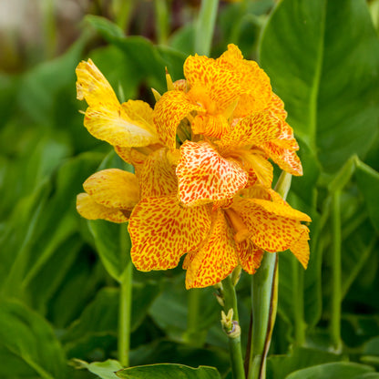 Canna Picasso (2 Bulbs)