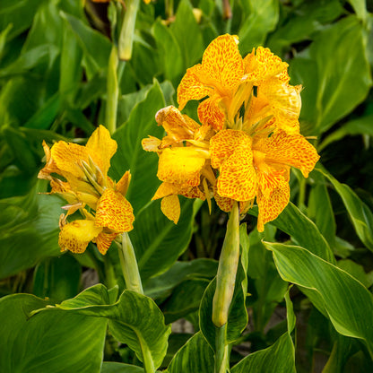 Canna Picasso (2 Bulbs)
