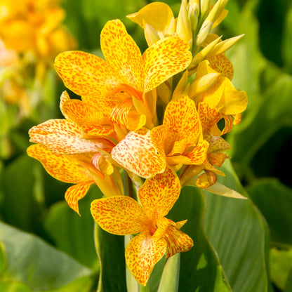 Canna Picasso (2 Bulbs)