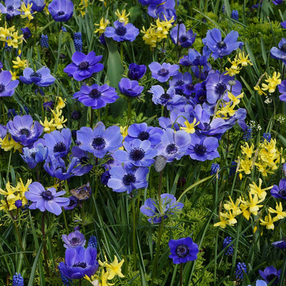 Anemone Mr. Fokker (15 Bulbs)