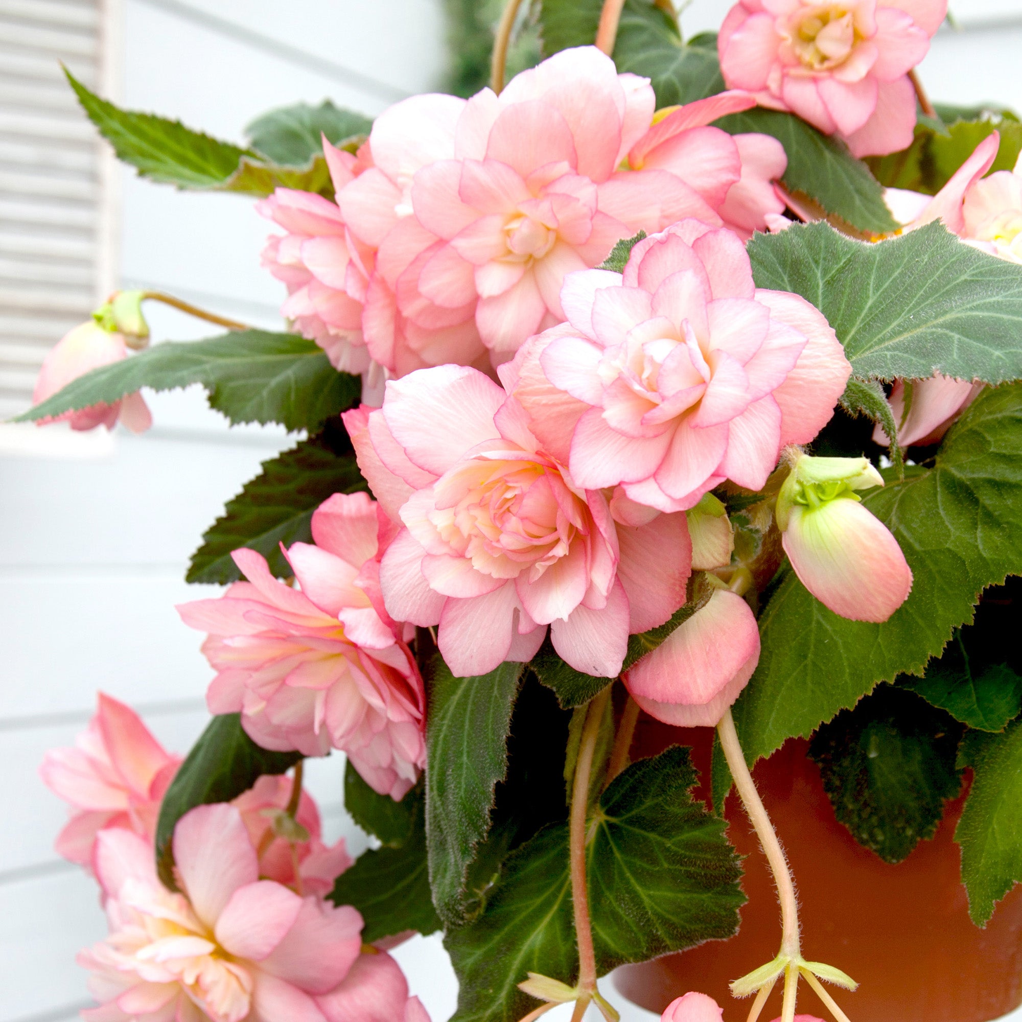 Begonia pendula pink