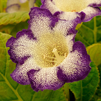 Gloxinia Tigrinum Blue (2 Bulbs)
