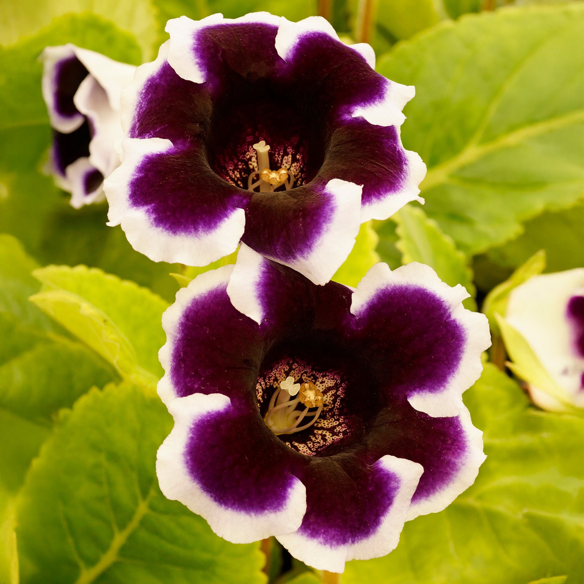 Gloxinia Kaiser Wilhelm (2 Bulbs)