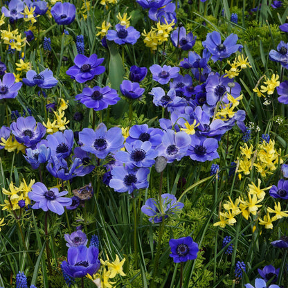 Anemone Mr. Fokker (15 Bulbs)