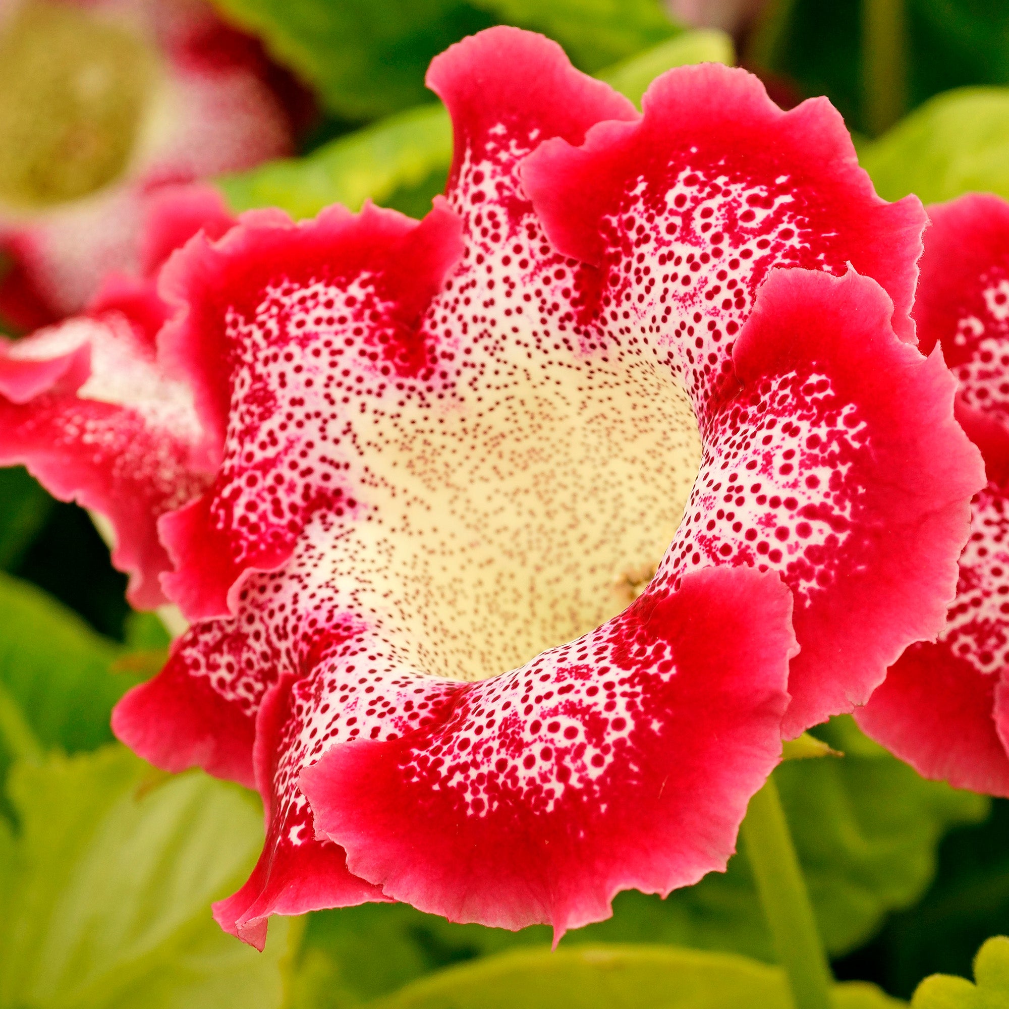 Gloxinia Tigrinum Red (2 Bulbs)
