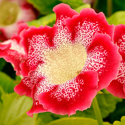 Gloxinia Tigrinum Red (2 Bulbs)