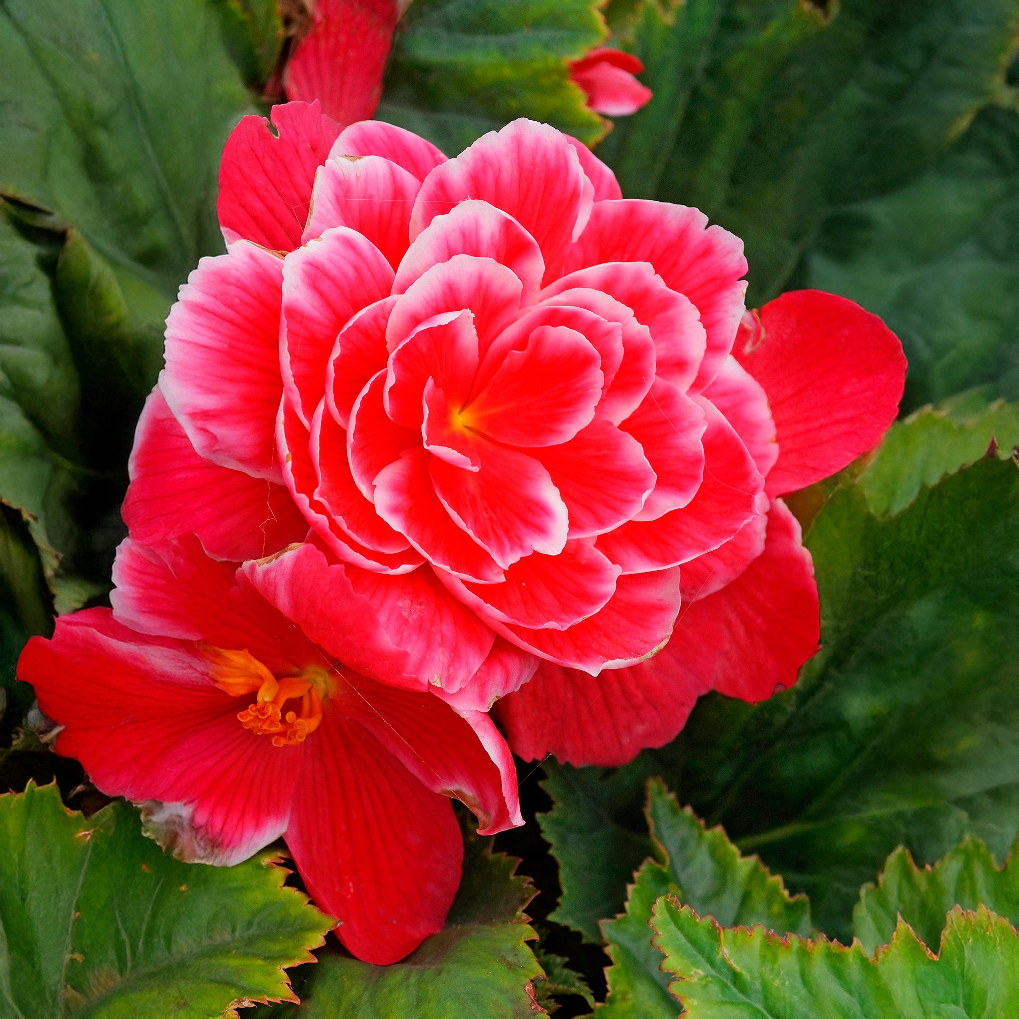 Begonia Camelia Flora