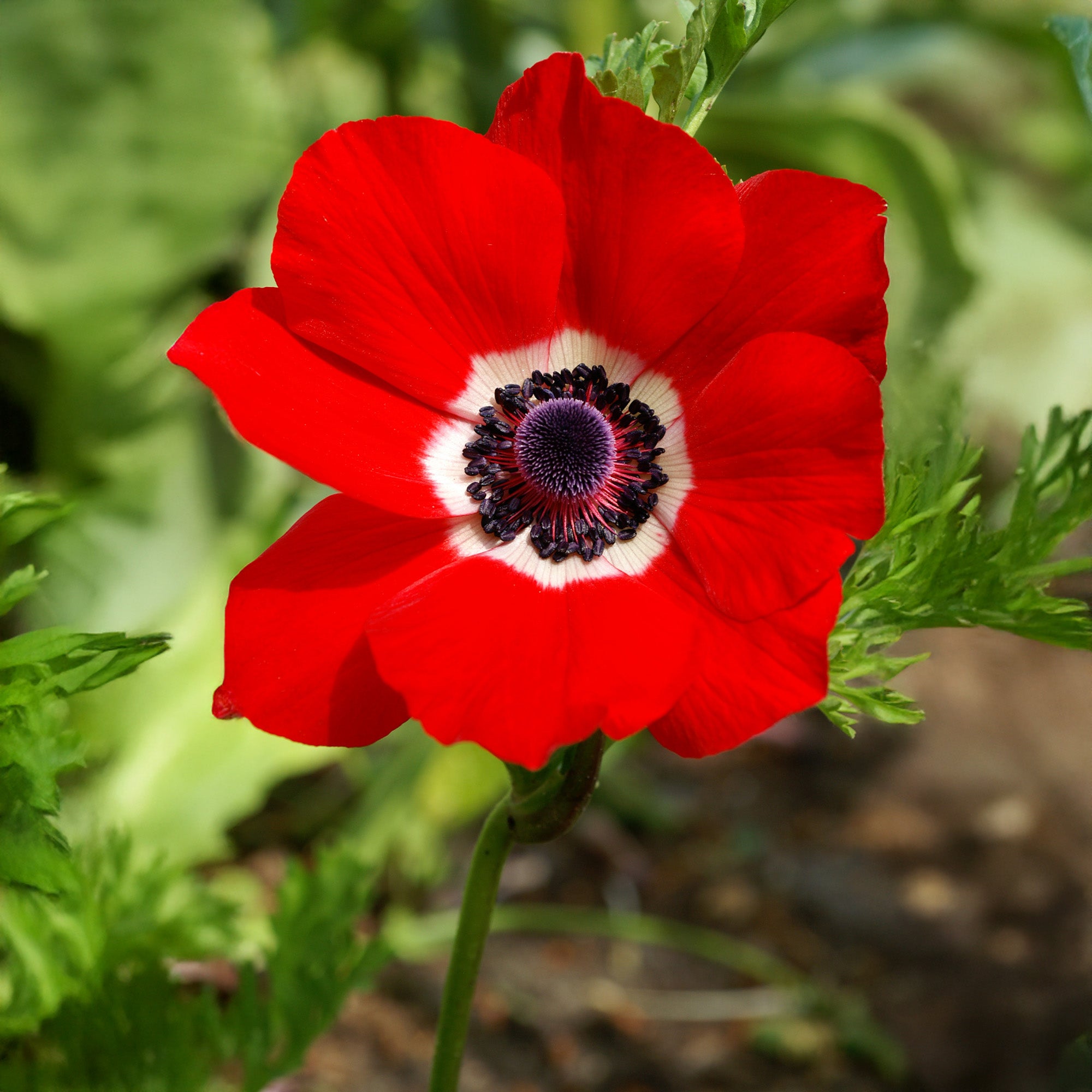Anemone Hollandia (15 Bulbs)