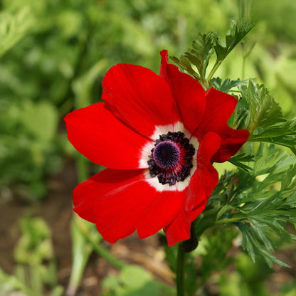 Anemone Hollandia (15 Bulbs)