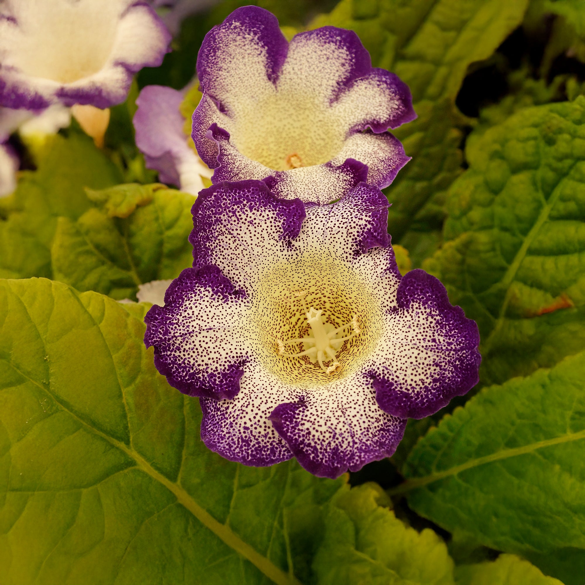 Gloxinia Tigrinum Blue (2 Bulbs)