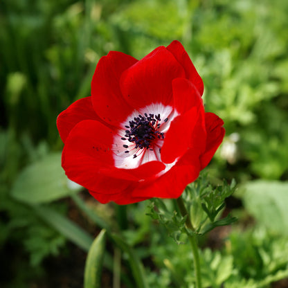 Anemone Hollandia (15 Bulbs)