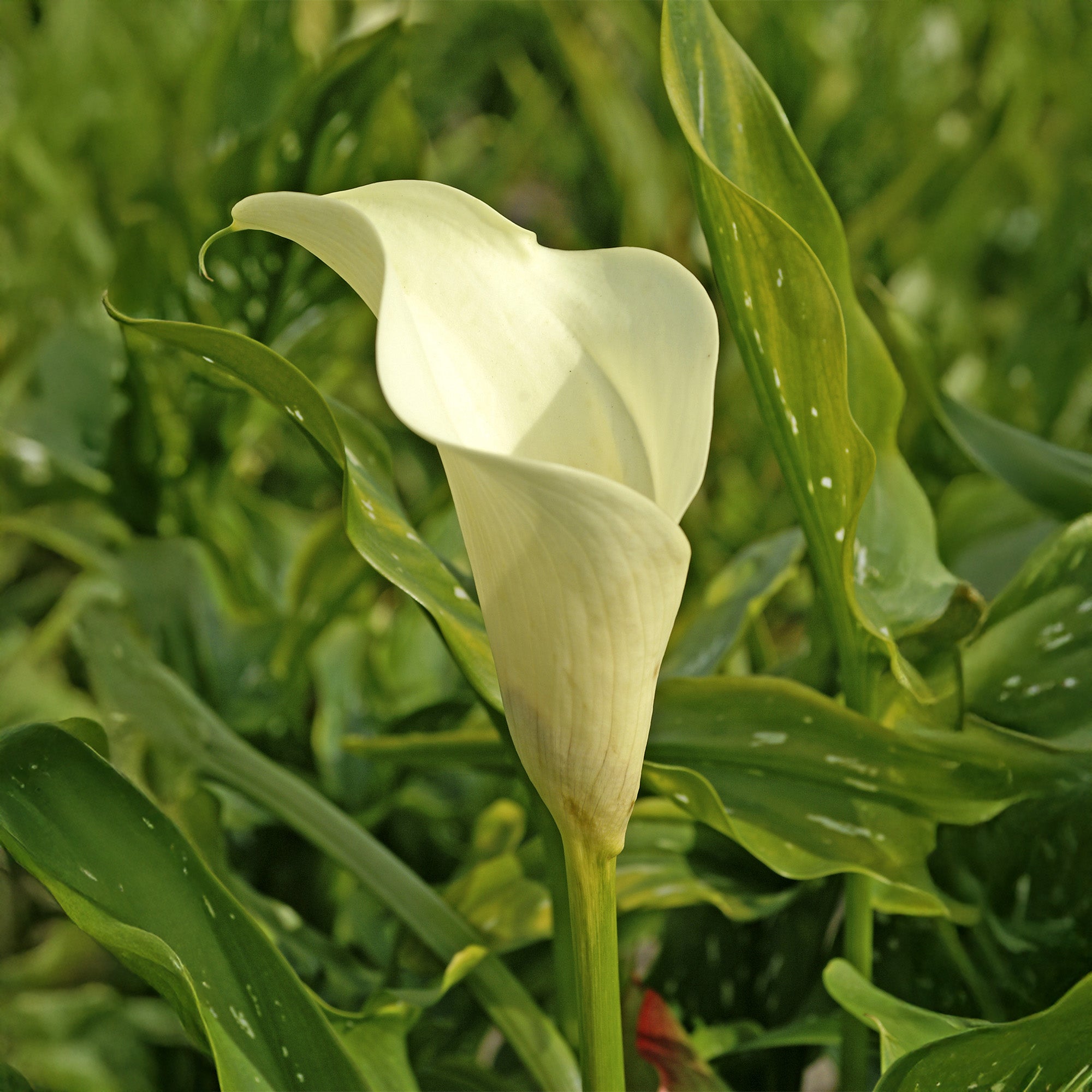 Calla Lily Albomaculata (2 Bulbs)
