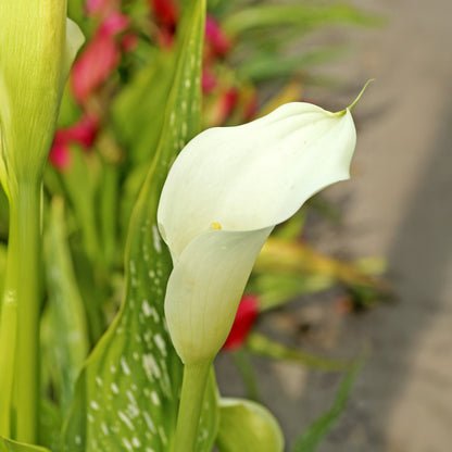 Calla Lily Albomaculata (2 Bulbs)