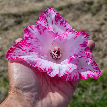 Gladiolus My Love (5 Bulbs)