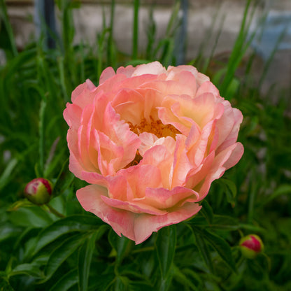 Paeonia Coral Charm (1 Bulb)