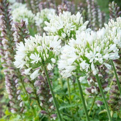 Agapanthus white (1 Bulb)