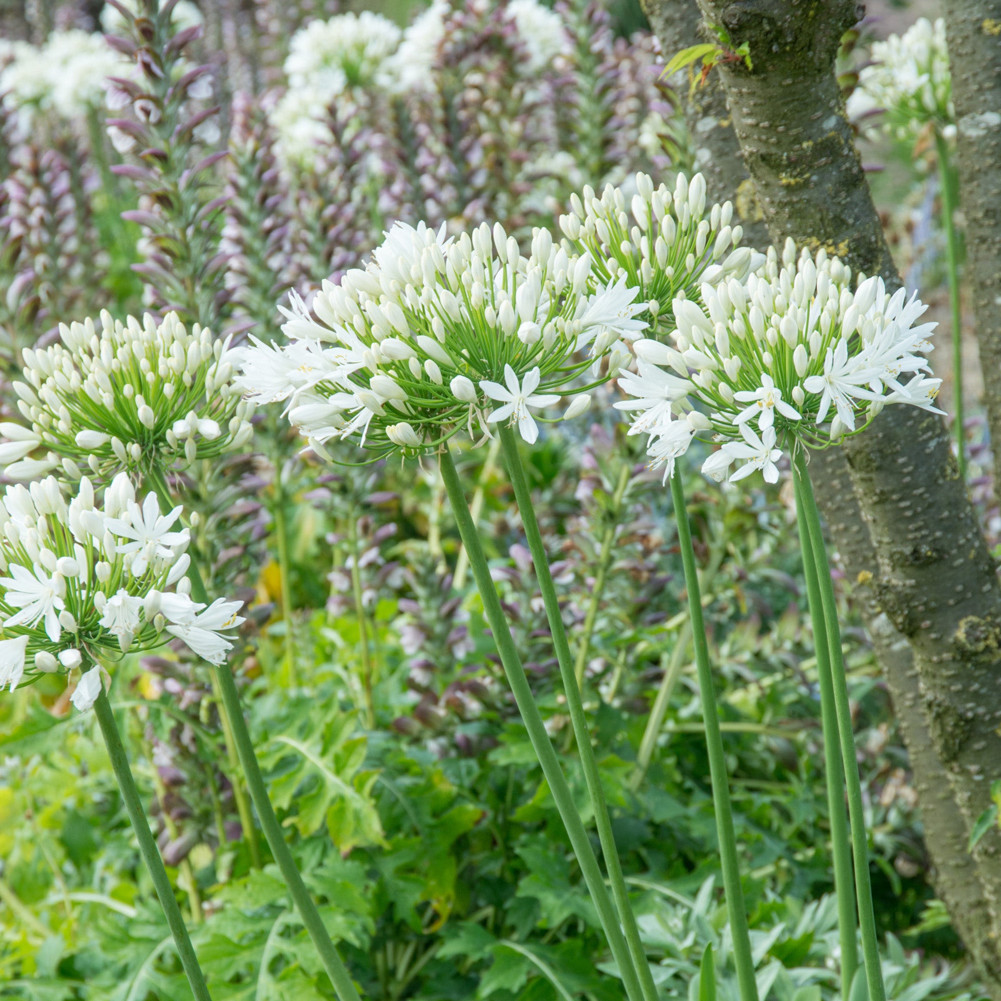 Agapanthus white (1 Bulb)