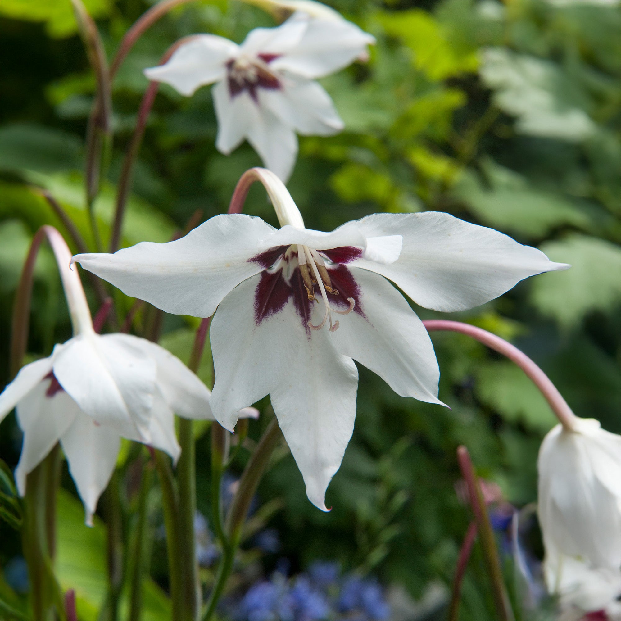 Acidanthera white (10 Bulbs)