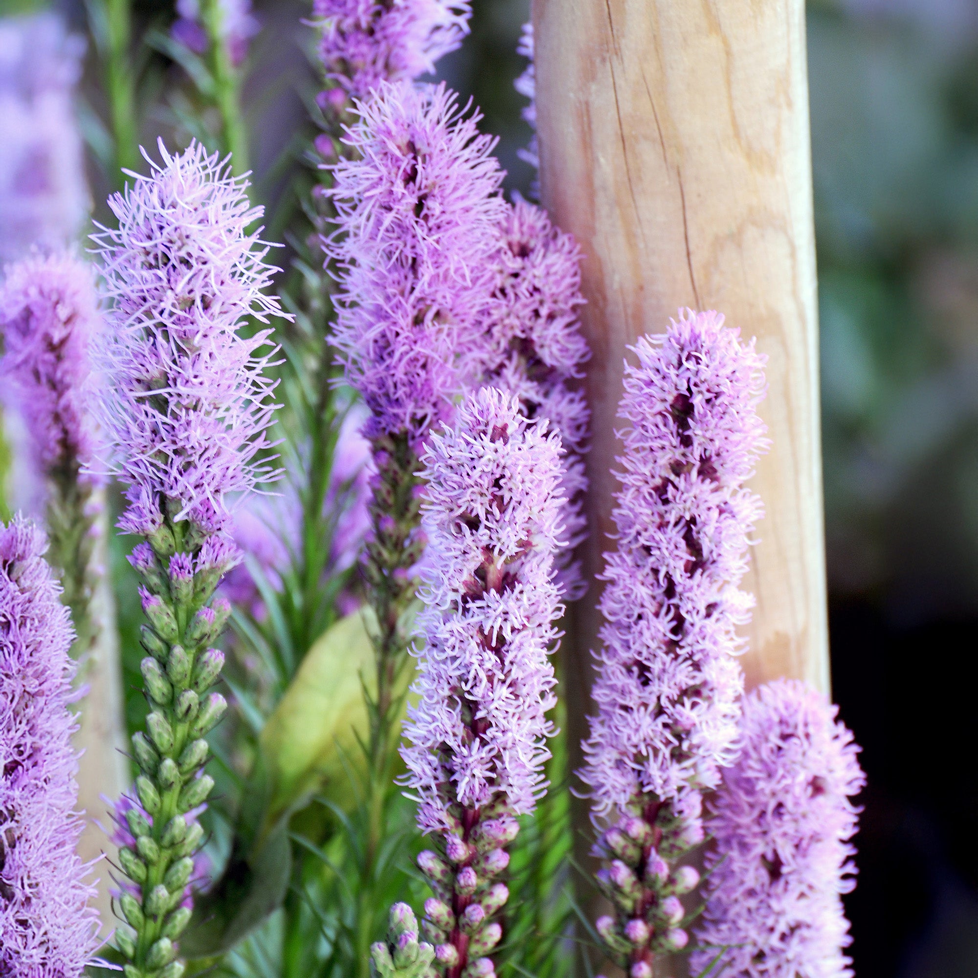 Liatris Spicata Violet (8 Bulbs)