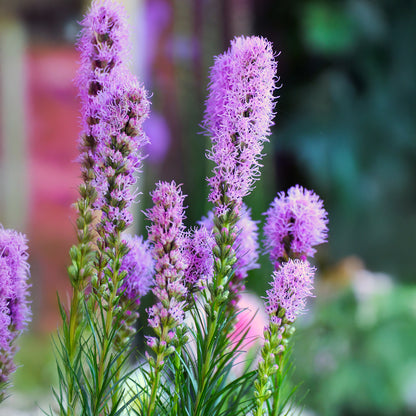 Liatris Spicata Violet (8 Bulbs)