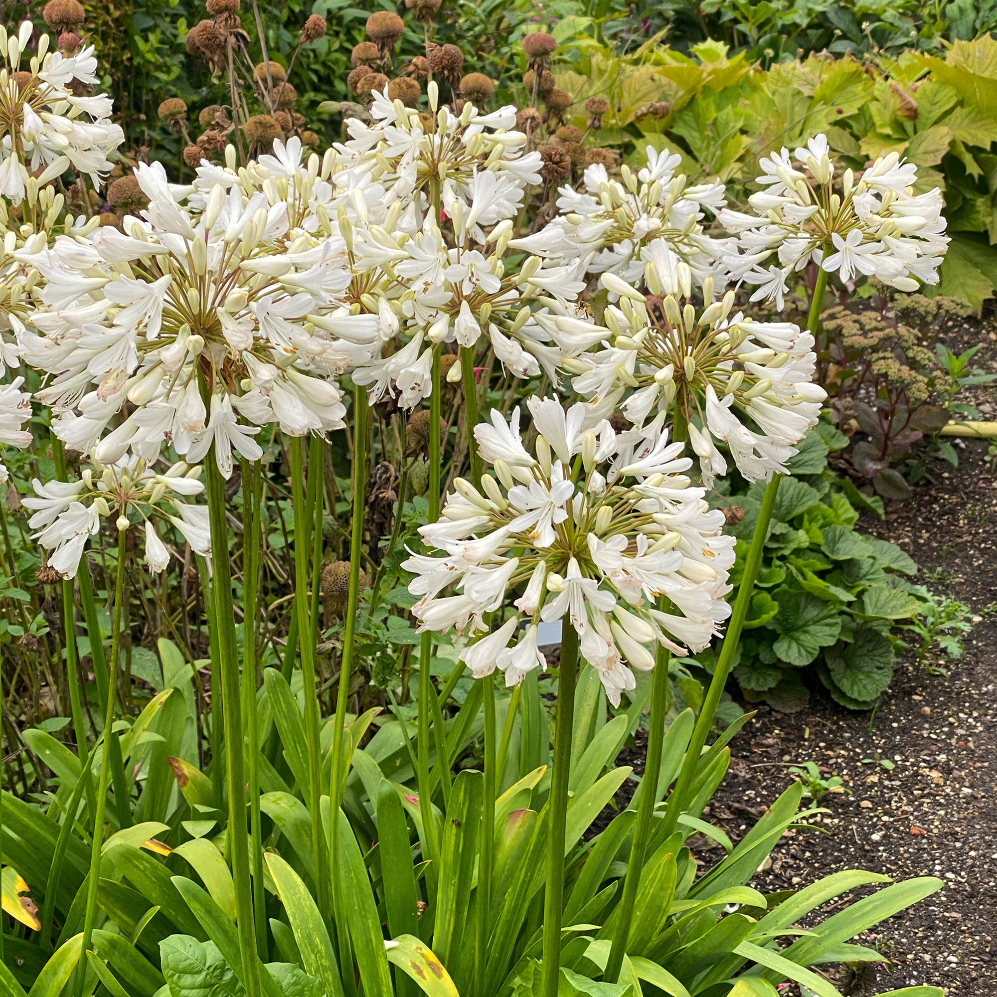 Agapanthus white (1 Bulb)