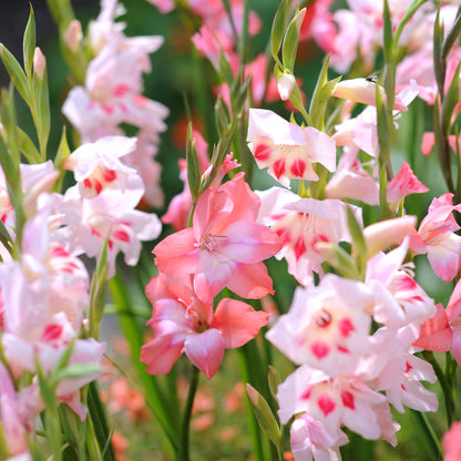 Gladiolus Nanus Mix (10 Bulbs)