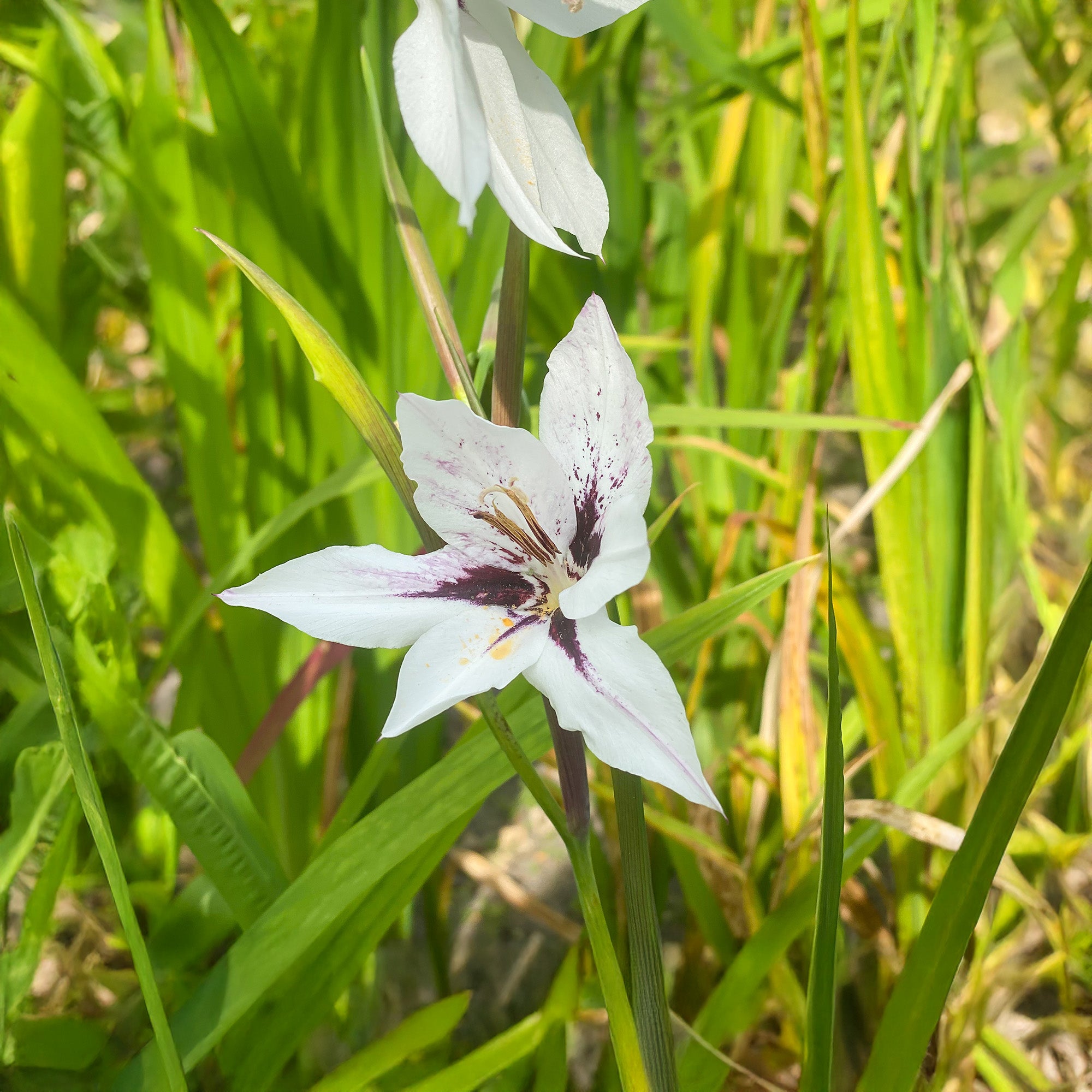 Acidanthera white (10 Bulbs)