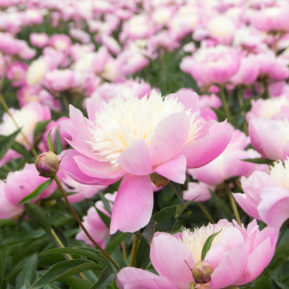 Paeonia Bowl of Beauty (1 Bulb)