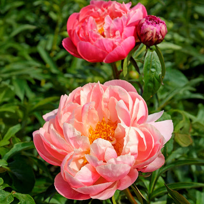 Paeonia Coral Charm (1 Bulb)