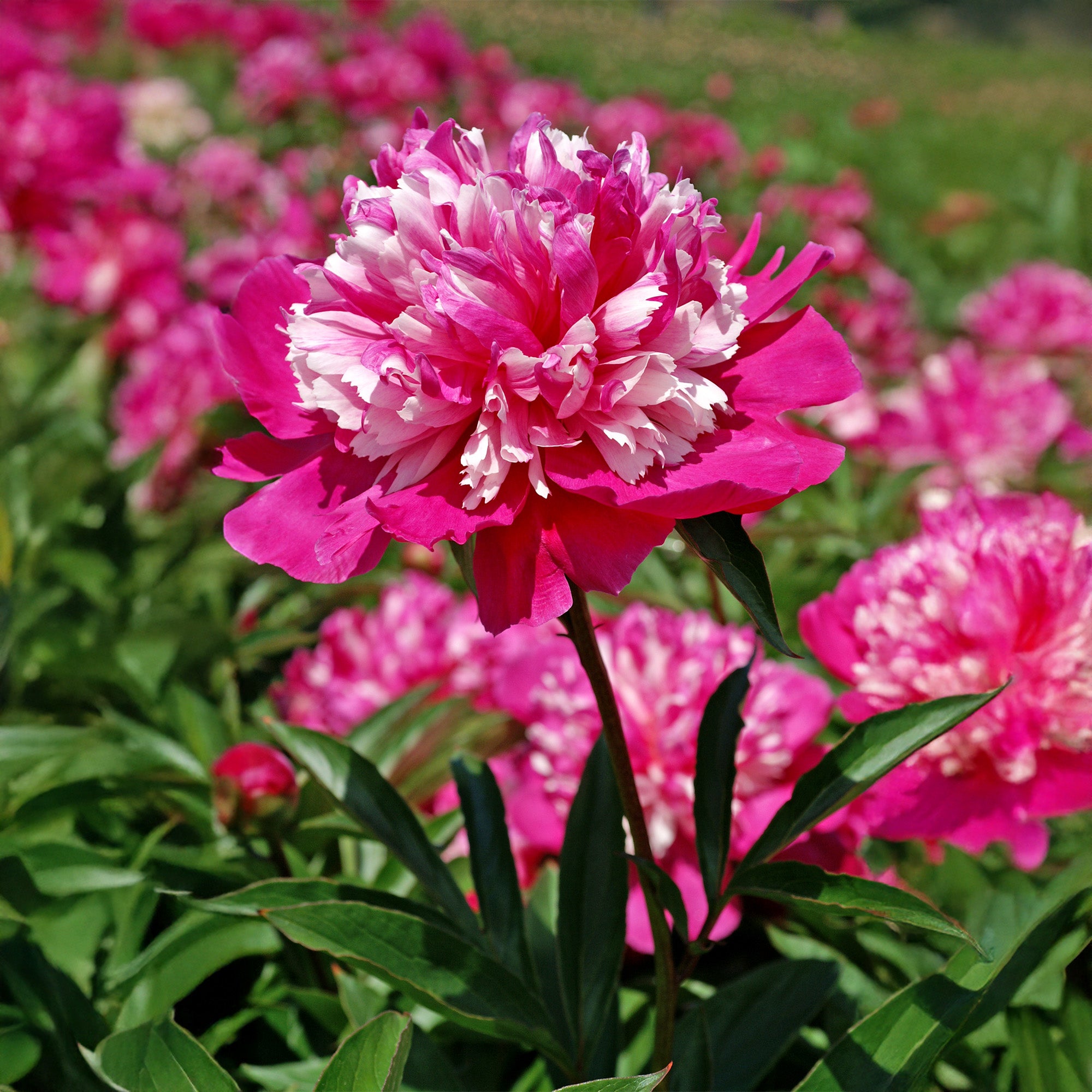 Paeonia Celebrity (1 Bulb)